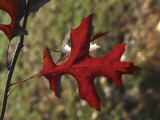 Close-Up of Pin Oak Leaves (Quercus Palustris)