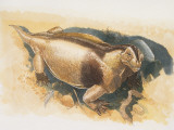 High Angle View of a Moschops