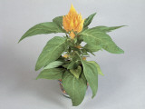 Close-Up of a Cockscomb Plant Growing in a Pot (Celosia Cristata)