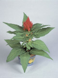 Close-Up of a Potted Plant of Silver Cockscomb (Celosia Argentea)