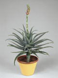 Close-Up of Candelabra Aloe Plant Growing in a Pot (Aloe Arborescens)