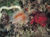 Close-Up of Polychaete and Sea Squirt Underwater