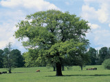 Oak Tree on a Landscape (Quercus)