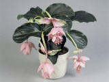 Close-Up of Showy Medinilla Flowers Growing in a Pot (Medinilla Magnifica)