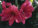 Close-Up of Two Flowers