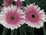 Close-Up of a Gerbera Genus Flowers