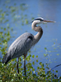 Great Blue Heron (Ardea Herodias) Standing at Water's Edge, Florida, Usa