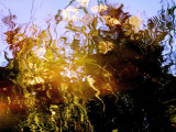 Floral Stream in a Wild River