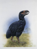 Side Profile of a Gastornis