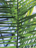 Close-Up of Betel Palm Leaves (Areca Catechu)