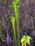 Carnivorous Yellow Pitcher Plant (Sarracenia Flava), Big Thicket National Reserve, Texas, Usa