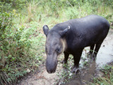 Baird's Tapir (Tapirus Bairdii) Standing in a Mud Puddle, Belize, South America