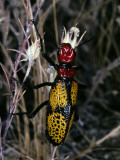 Colorful Iron Cross Blister Beetle (Tegrodera Aloga) on Grass, Sonoran Desert, Arizona, Usa