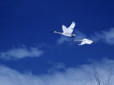Pair of Trumpeter Swans (Cygnus Cygnus Buccinator) in Flight Against a Blue Sky, Usa