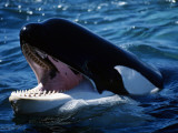 Killer Whale (Orcinus Orca) Head