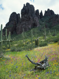 Usa, Arizona, Organ Pipe Cactus National Monument, Cactus and Wildflowers in a Landscape