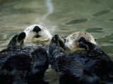 Sea Otters Lay on Back in Water