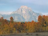 Mount Moran Towers Above Aspens with Golden Foliage Photographic Print