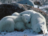 Polar Bear Cub and Mother Snuggle Near Rock on Snow