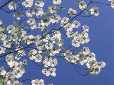 Pacific Dogwood Blossoms under a Clear Blue Sky in Spring