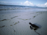 Newly Hatched Green Turtle Makes its Way to the Shoreline