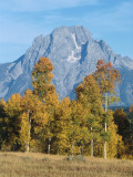 Aspens with Golden Foliage Stand Out Against Backdrop of Mount Moran Photographic Print