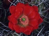 Claret Cup, Joshua Tree National Monument, Ca