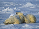 Polar Bear Mother and Two-Year-Old Cub Snuggle on Snowy Tundra
