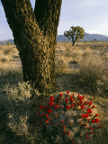 Claret Cup Cactus Flowers Blooming under Joshua Tree, Joshua Tree National Monument, Mojave Desert