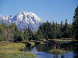 Moose Cow and Calf (Alces Alces) Standing in Mountain Stream Beneath Mount Moran