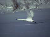 Trumpeter Swan (Olor Buccinator) in Flight Just Above Snow, Teton National Park, Wyoming, Usa