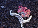 Dwarf Buckwheat Plant (Eriogonum Ovalifolium) Blooming in Lava Rock Photographic Print