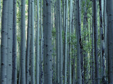 Multiple Aspen Tree Trunks