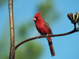Male Northern Cardinal on an Agave