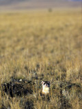 Black-Footed Ferret (Mustela Nigripes) in Grassland, Wyoming, Usa