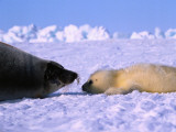 Mother and Newborn Harp Seal Pup