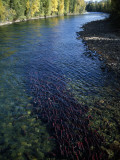 Sockeye Salmon Migrating