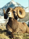 Bighorn Sheep Ram Sits on Grass