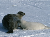 Harp Seal Mother Nurses Pup