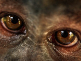 Florida, Alachua, a Tufted Capuchin Monkey Makes Friends with a Photographer