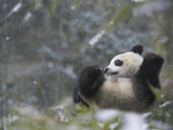 China, Sichuan Province, Wolong, Giant Panda Cub on Snow