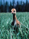 Sandhill Crane Chick in Grass