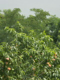 China, Yangtze River, Three Gorges, Peach Tree in the Orchard