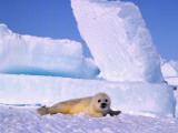 Newborn Harp Seal Pup
