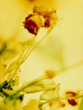 Faded Roses