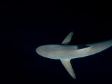 Night Snorkeling with Silky Sharks