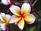 Detail of Tropical Flowers