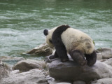 China, Sichuan Province, Wolong, Giant Panda Walk on Rocks by the River in the Valley