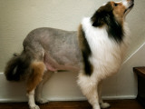 Shaved Shetland Sheep Dog