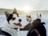 Sled Dogs Lying in the Snow